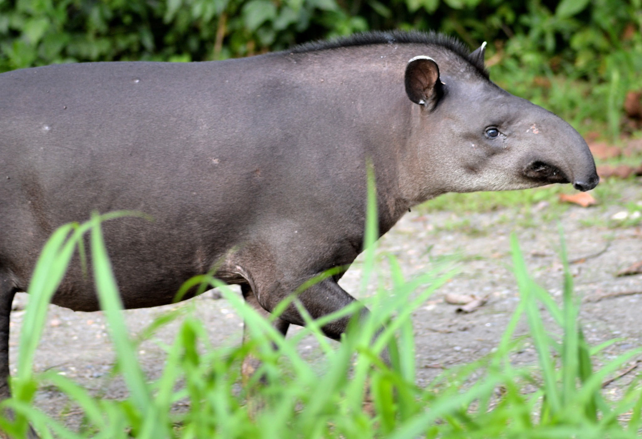 Brazilian Tapir - Encyclopedia of Life