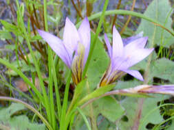 茎花沙红花的圖片