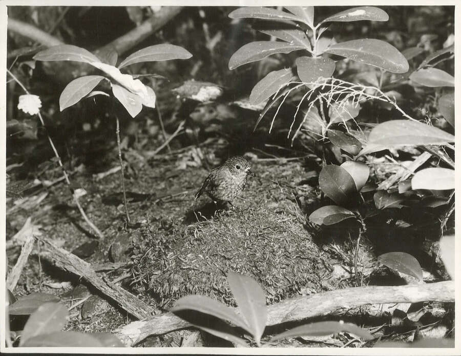 Image of New Zealand Robin