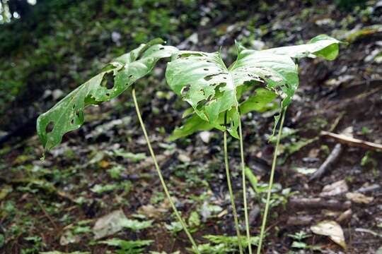 Image of Anthurium watermaliense L. H. Bailey & Nash