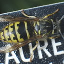 Image of <i>Vespula alascensis</i>