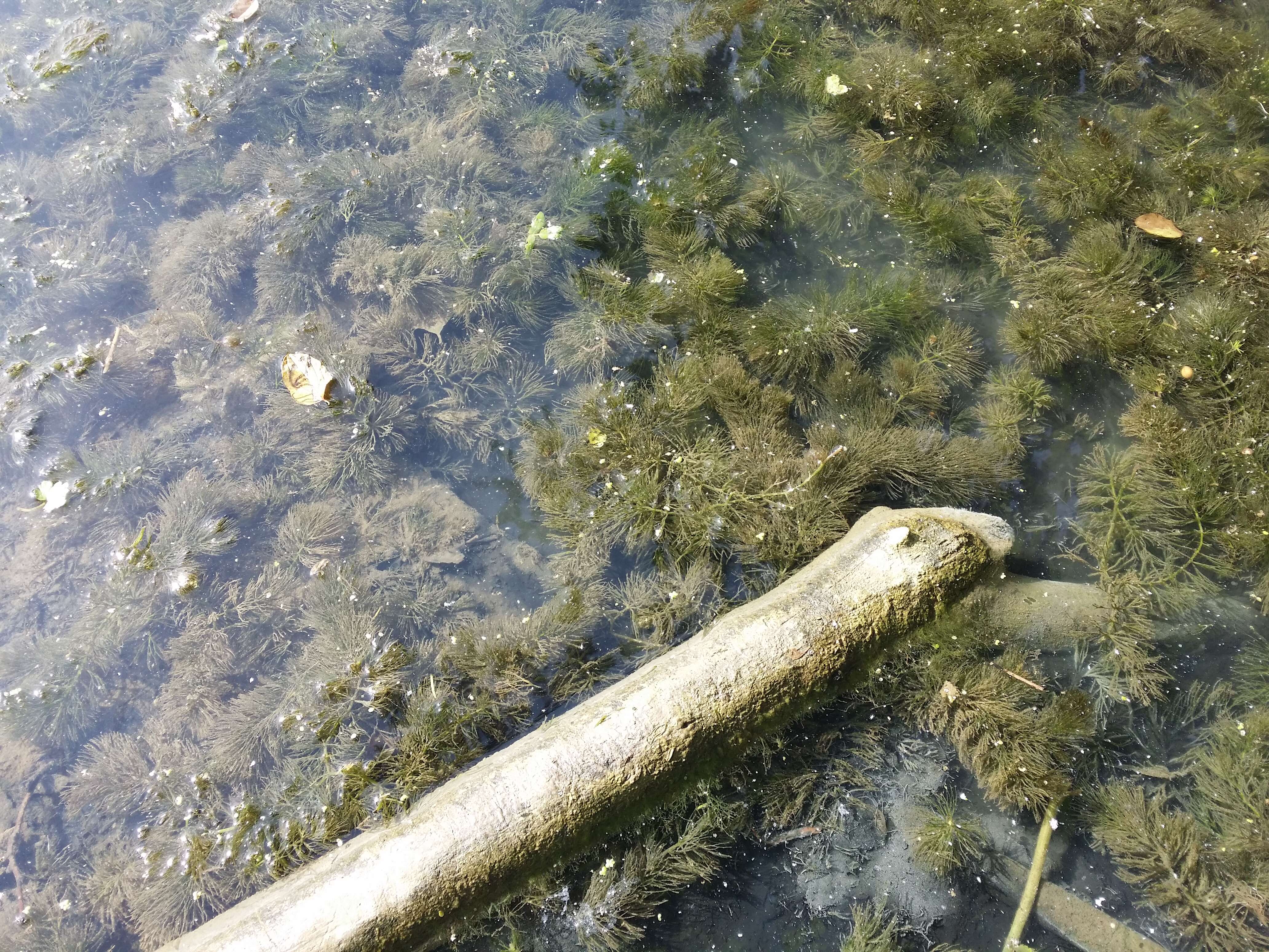 Image de Cératophylle Submergé