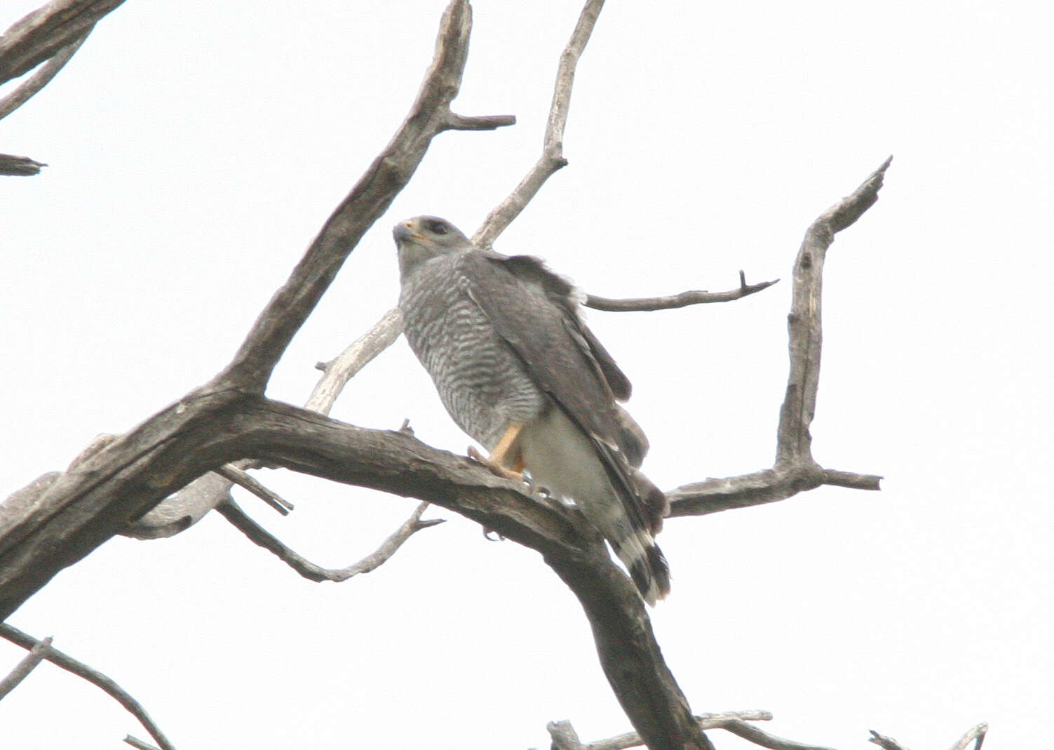 Image of Gray Hawk