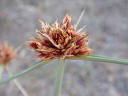 Image de Cyperus capitatus Vand.