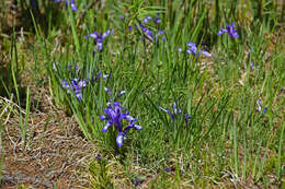 Image of Iris tigridia Bunge ex Ledeb.