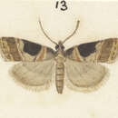 Image of Scoparia parmifera Meyrick 1909