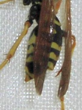 Image of <i>Xenos vesparum</i> Rossius 1793