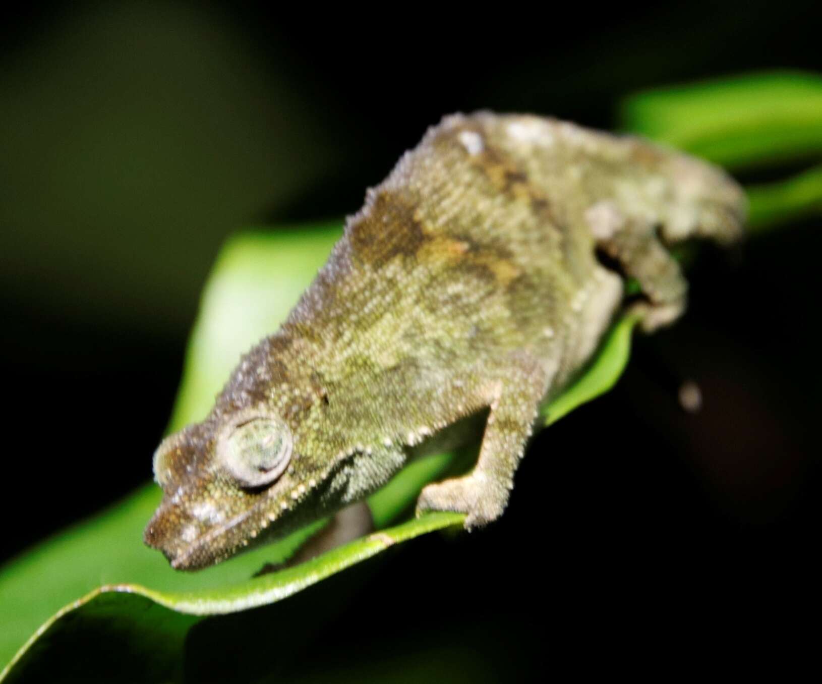 Image of Marshall's African Leaf Chameleon