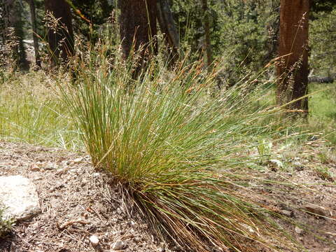 Juncus drummondii E. Mey. resmi