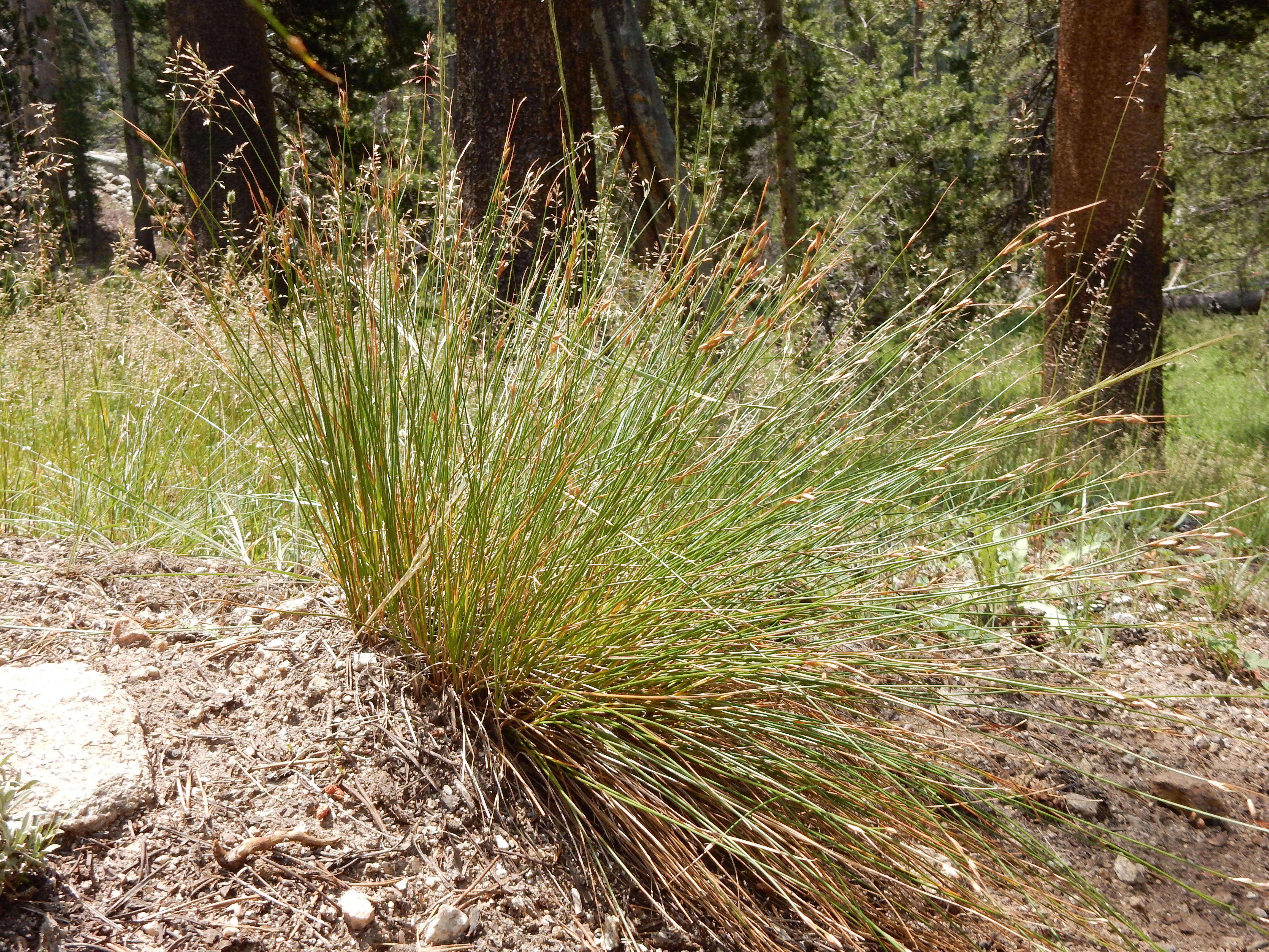 Слика од Juncus drummondii E. Mey.