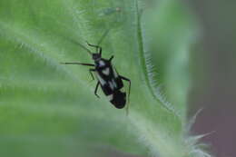 Image of Grypocoris sexguttatus (Fabricius 1777)