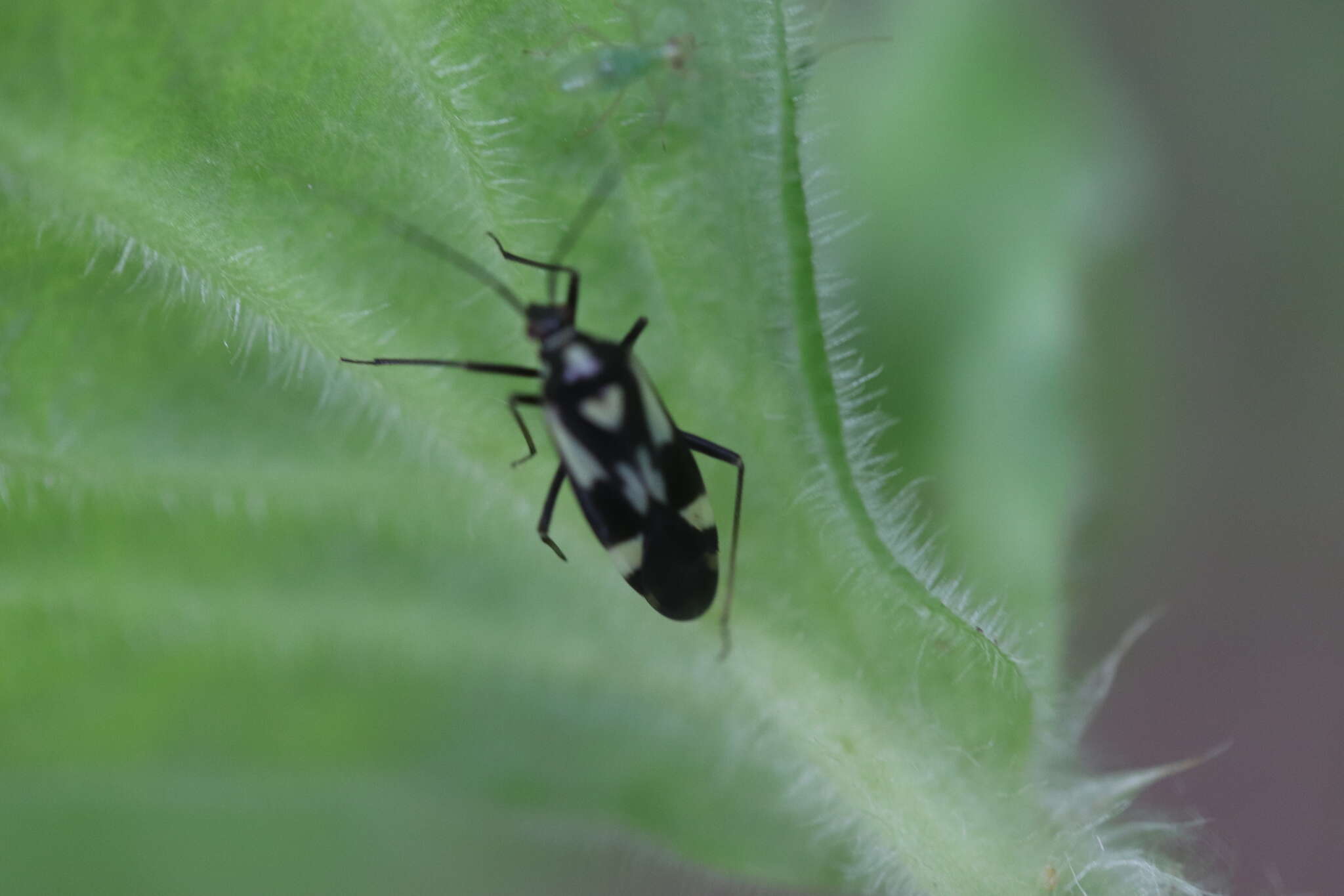 Image of Grypocoris sexguttatus (Fabricius 1777)