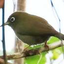 Image of Olive-colored White-eye