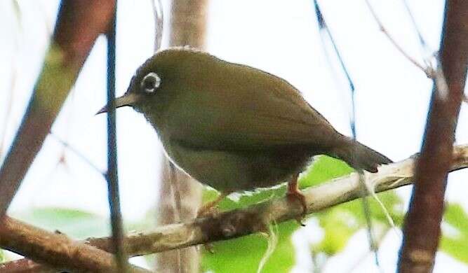 Image of Olive-colored White-eye