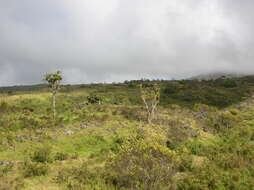 Plancia ëd Dracaena rockii (H. St. John) Jankalski