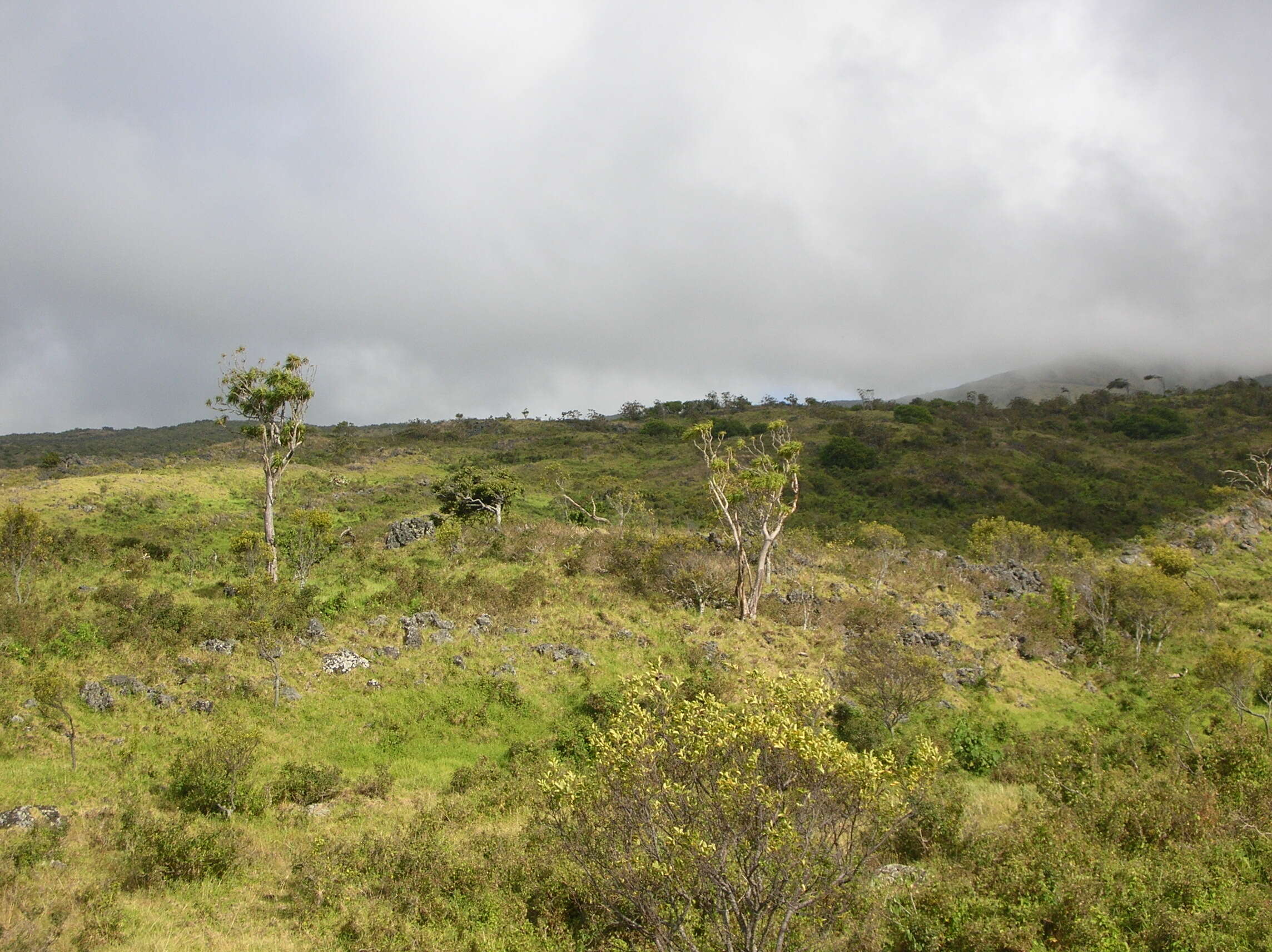 Plancia ëd Dracaena rockii (H. St. John) Jankalski