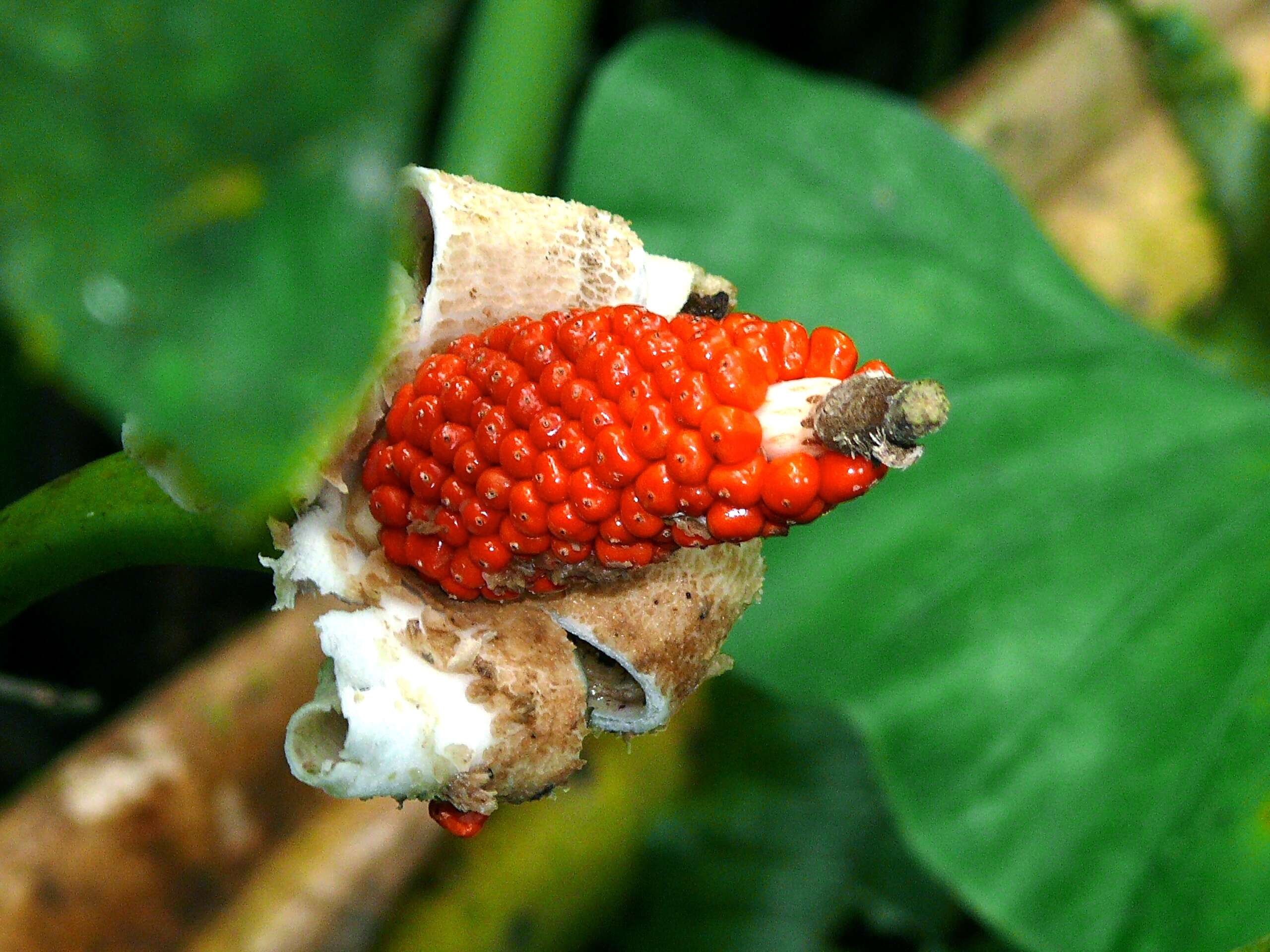 Plancia ëd Alocasia sarawakensis M. Hotta