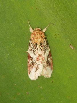 Image of <i>Spodoptera picta</i> Guérin-Méneville 1830