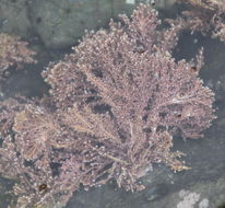 Image of <i>Corallina officinalis</i>