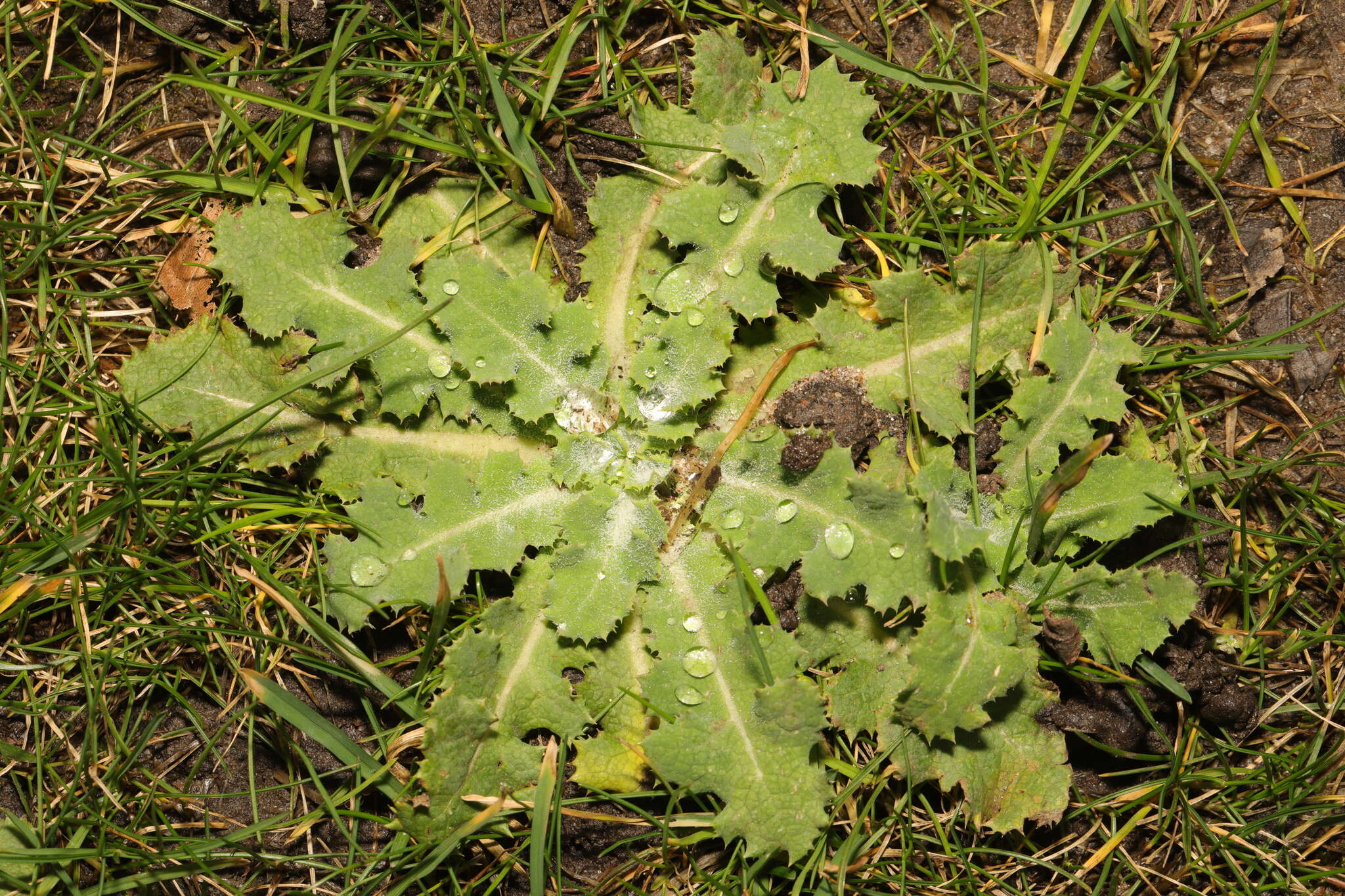 Plancia ëd Sonchus asper (L.) Hill