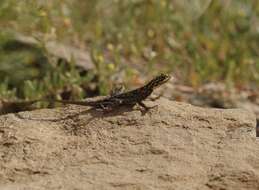 Слика од Agama planiceps Peters 1862