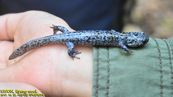 Hynobius leechii Boulenger 1887 resmi