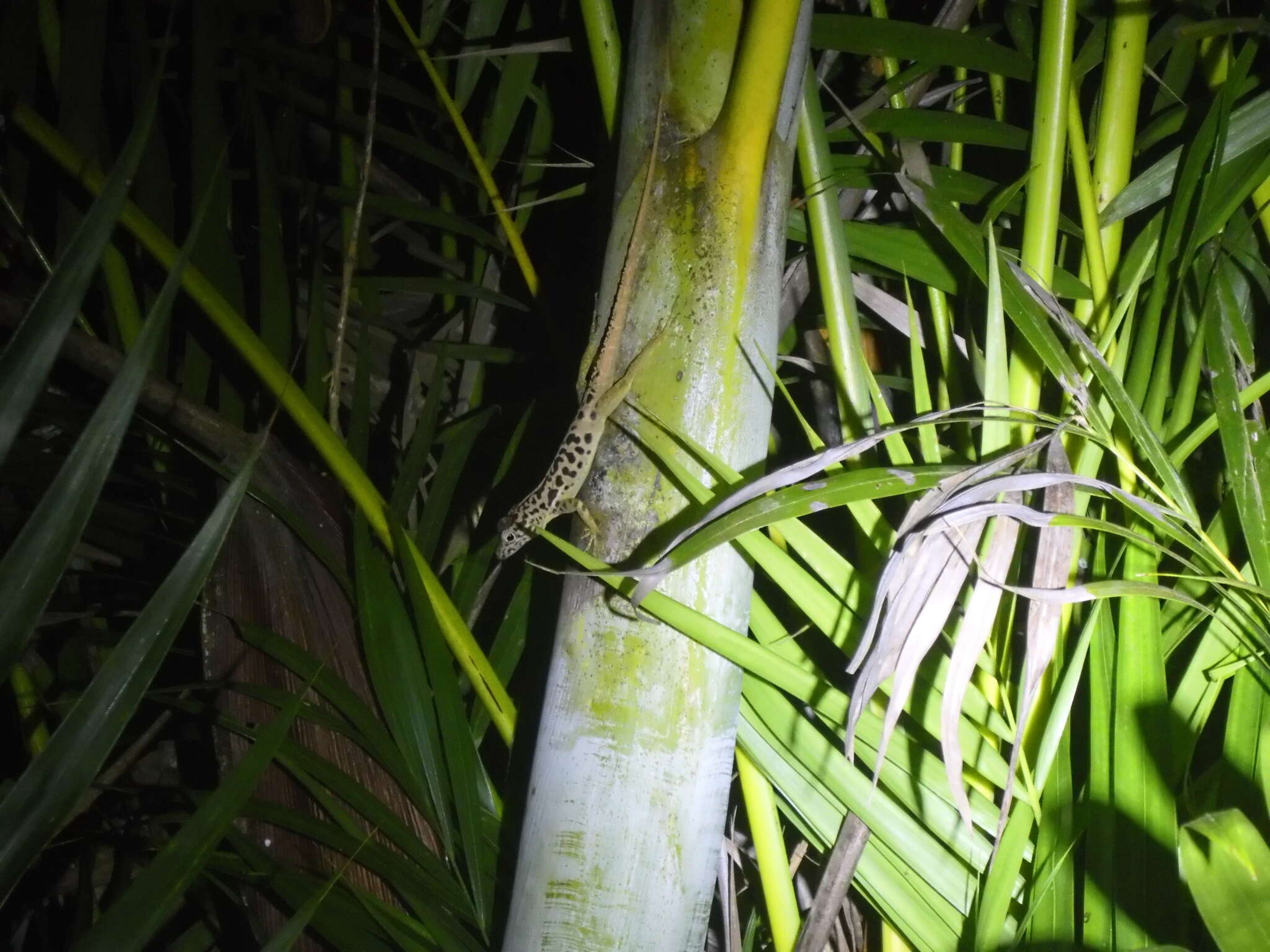 Image of Saban Anole