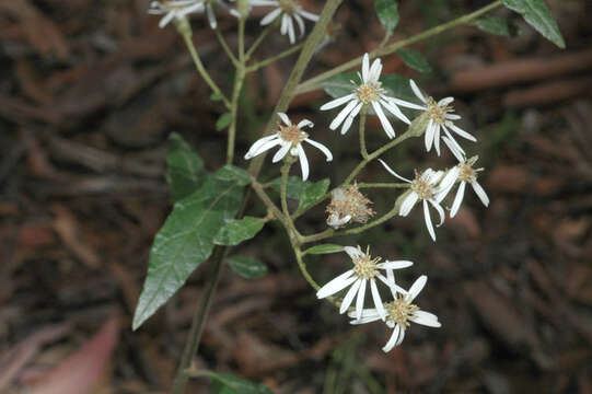 Olearia nernstii F. Müll. resmi