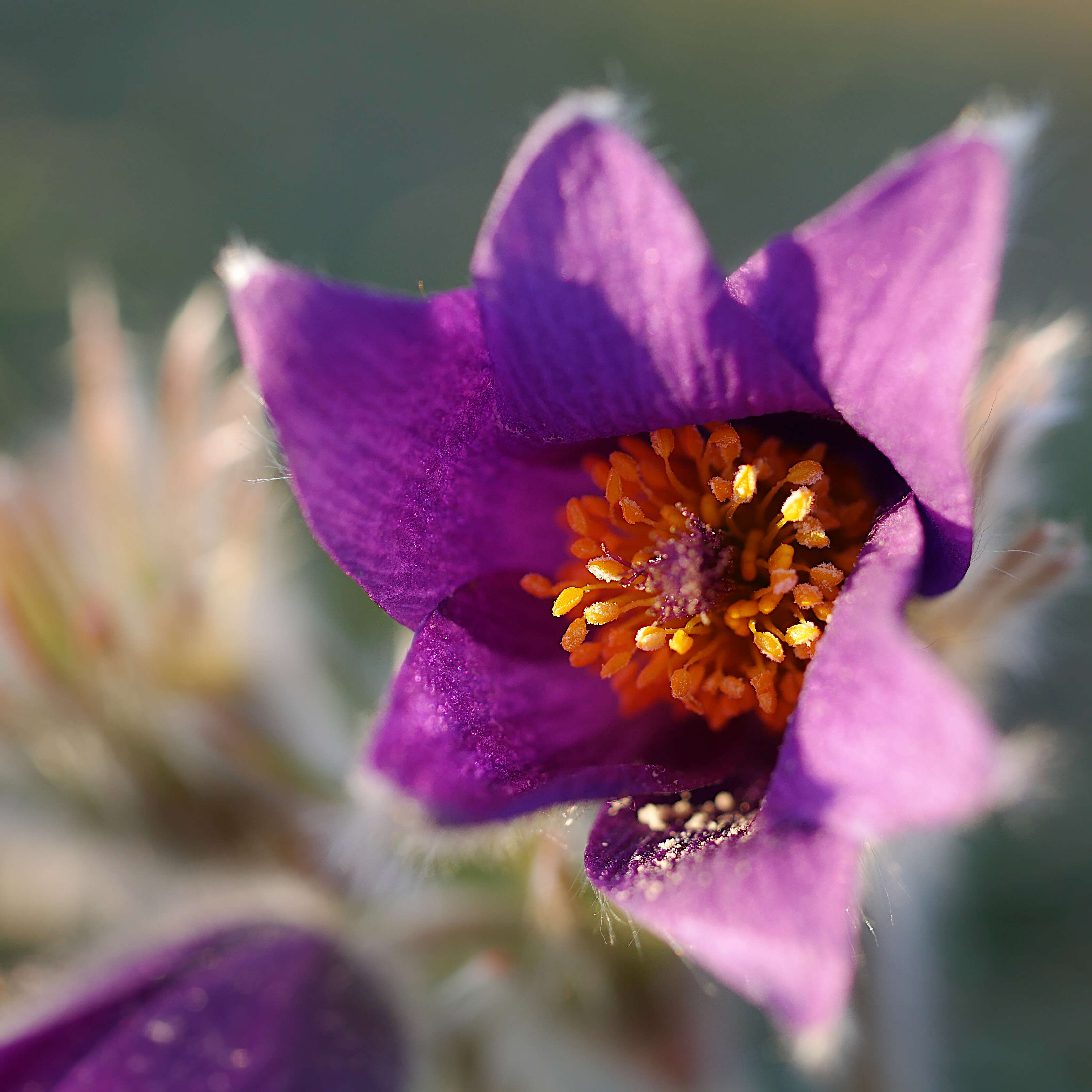 Imagem de Pulsatilla vulgaris Miller