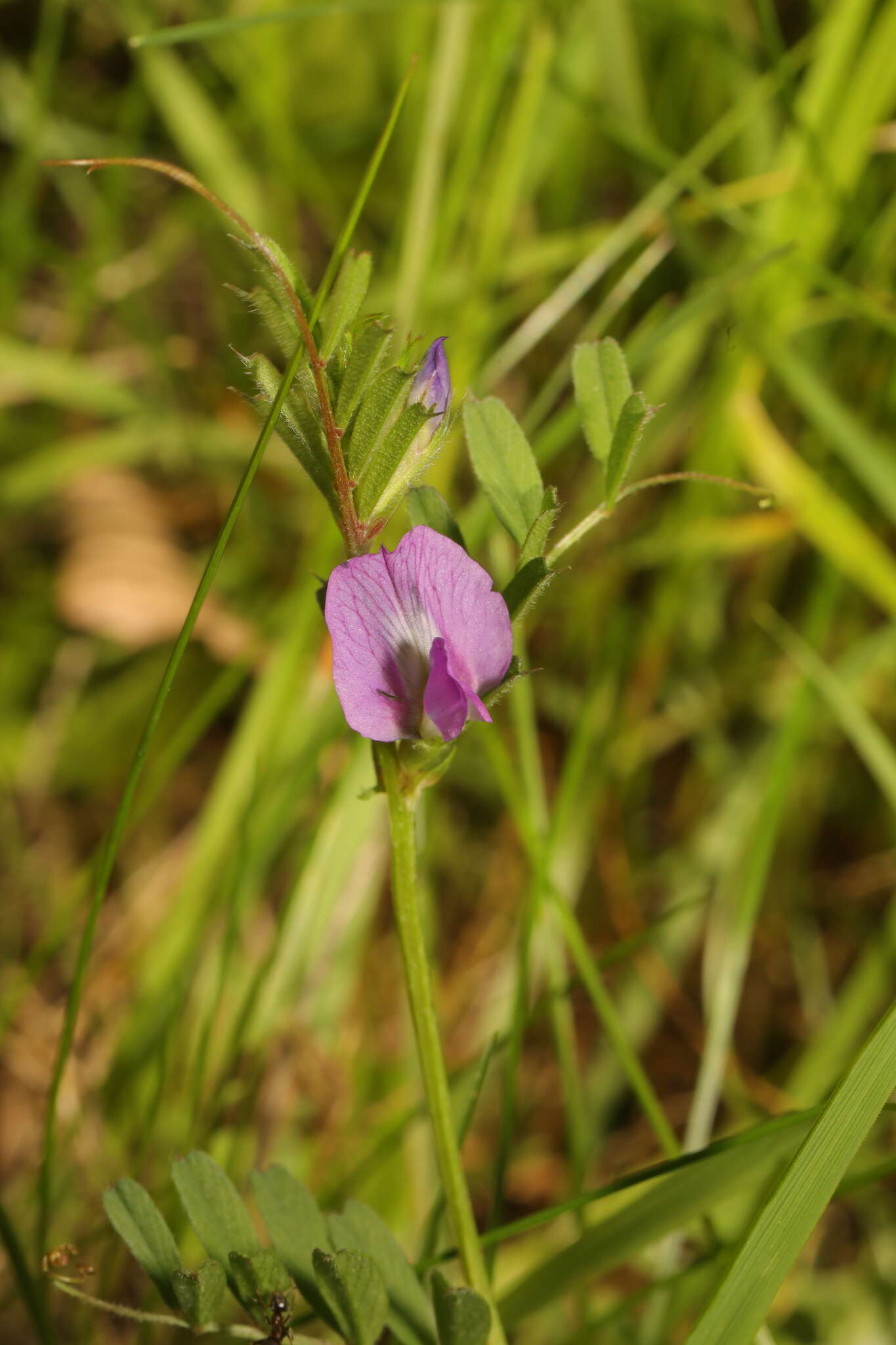 Image of Common Vetch