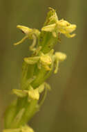 Image de Platanthera huronensis Lindl.