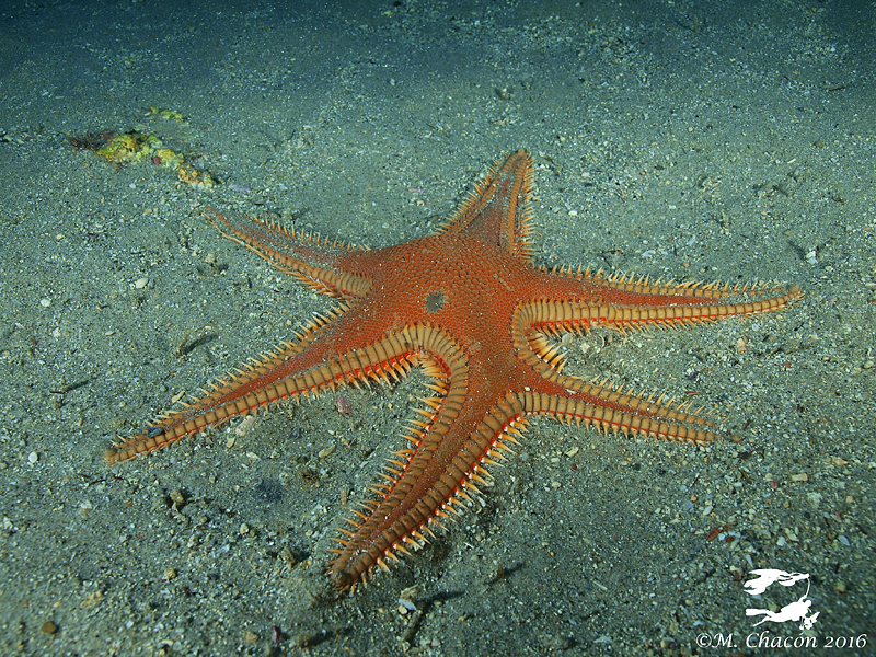 astropecten aurantiacus