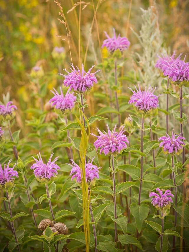 Image of wild bergamot