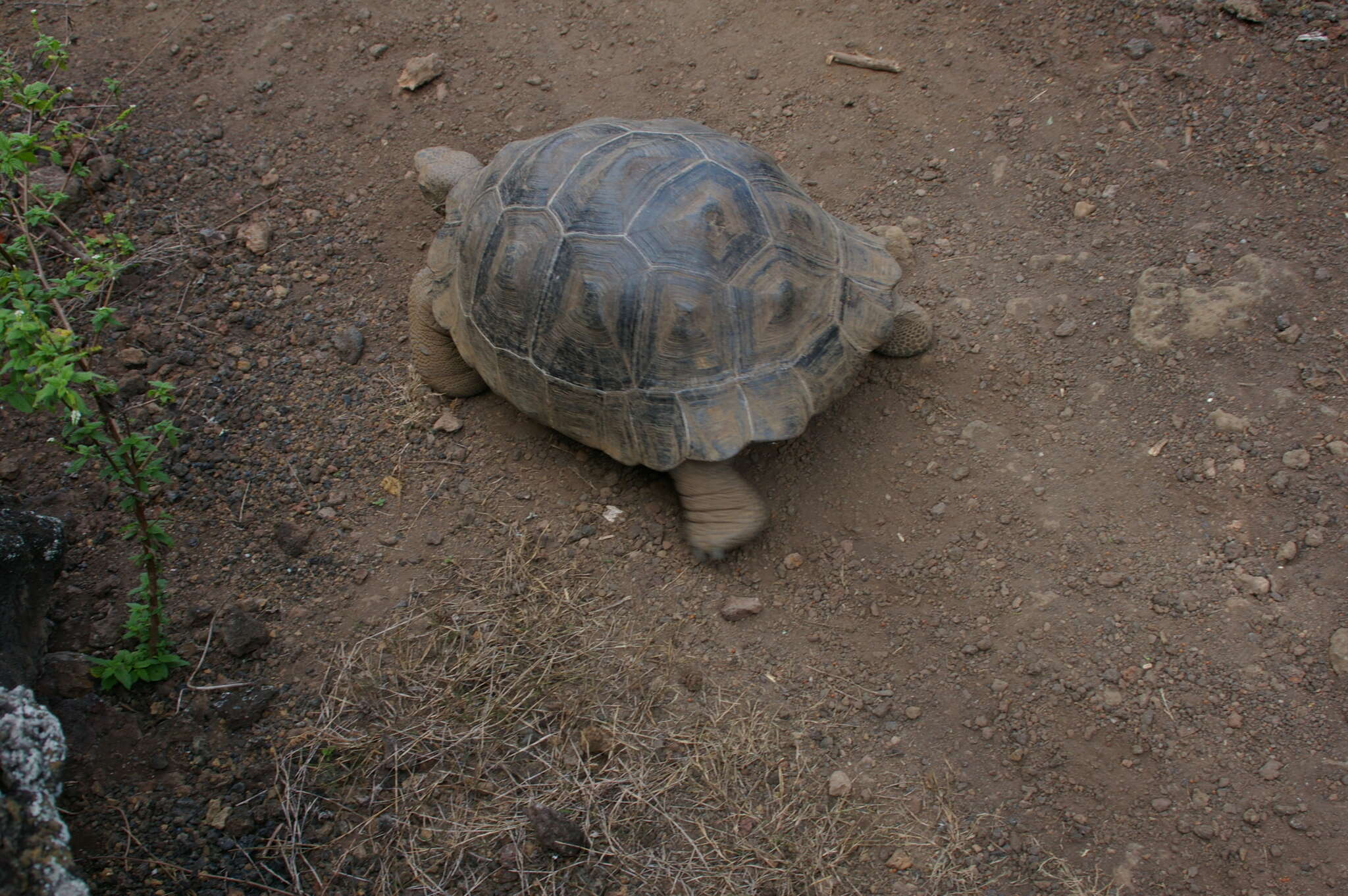 Image of Sierra Negra giant tortoise