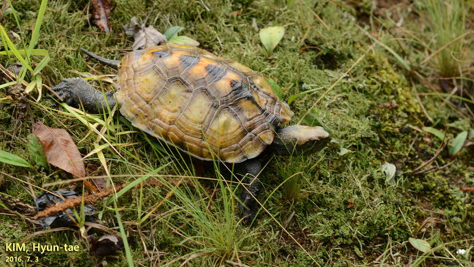 Image of Japanese Pond Turtle