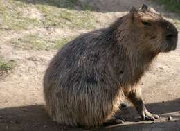 Image of Capybaras