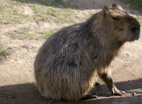 Image of Capybaras