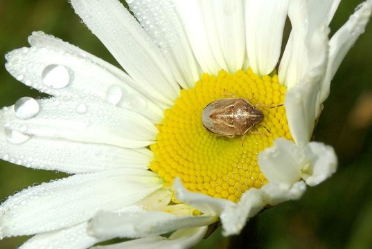 18.https www inaturalist org photos 2916214.580x360