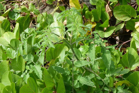 Image of <i>Solanum lycopersicum</i>
