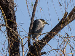 Image of Night Herons