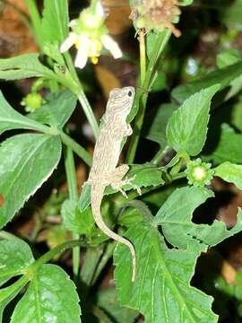 Image de Anolis distichus Cope 1861