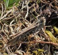 Image de Chorthippus (Glyptobothrus) bornhalmi Harz 1971