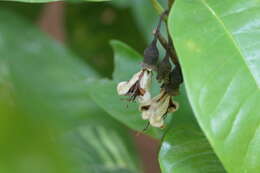 Image of Magnolia liliifera (L.) Baill.