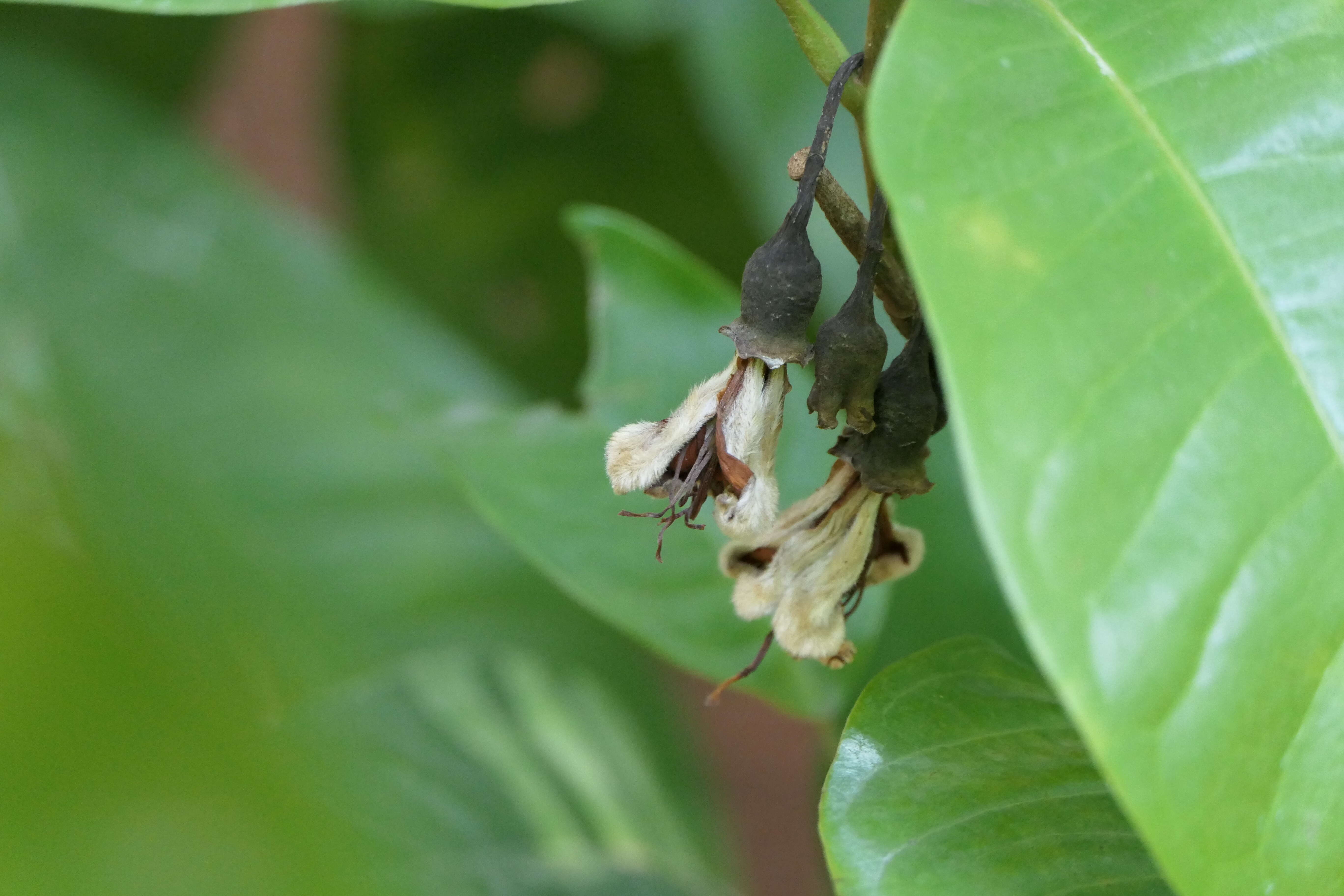 Image of Magnolia liliifera (L.) Baill.