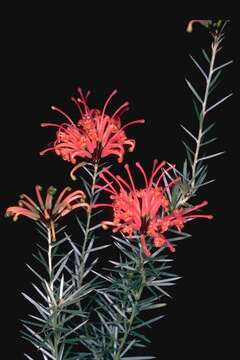 Image of Grevillea kennedyana F. Müll.