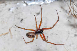 صورة Steatoda nobilis (Thorell 1875)