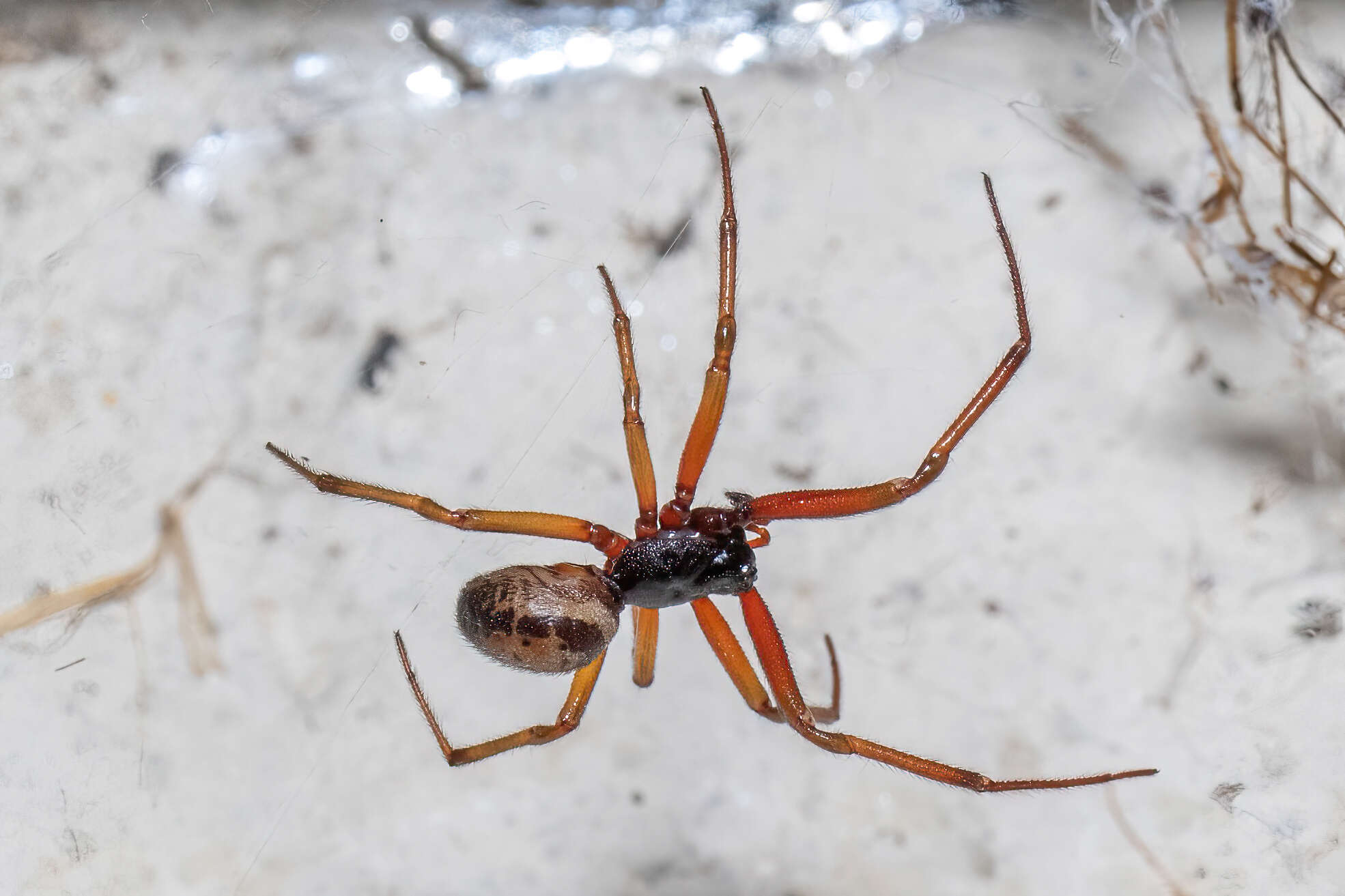 Image of Cobweb weaver