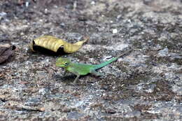 Image of Leopard Anole