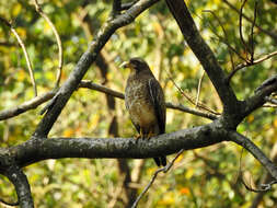 Image of White-eyed Buzzard