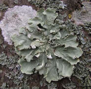 Image of Common greenshield lichen